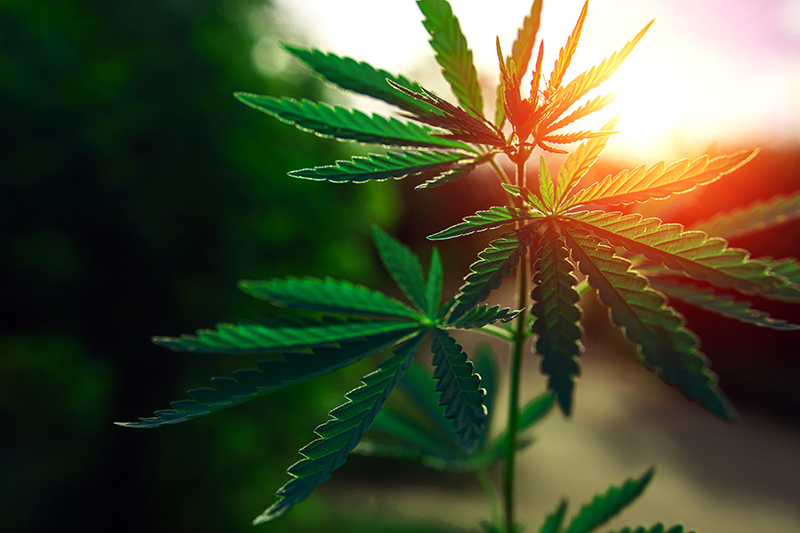 Photo of cannabis plant in front of sunset